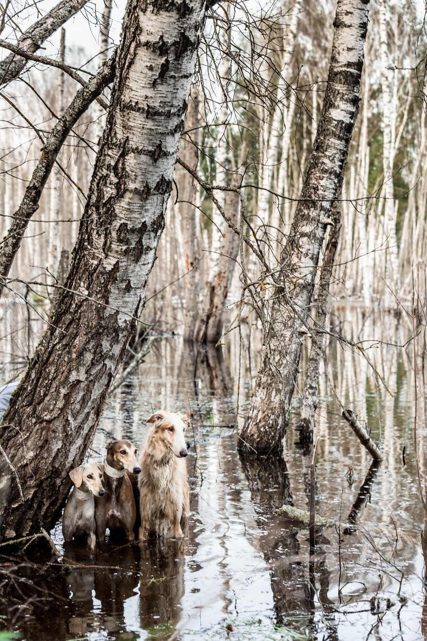 Sighthound Squad Photographic Journey Across Lithuania