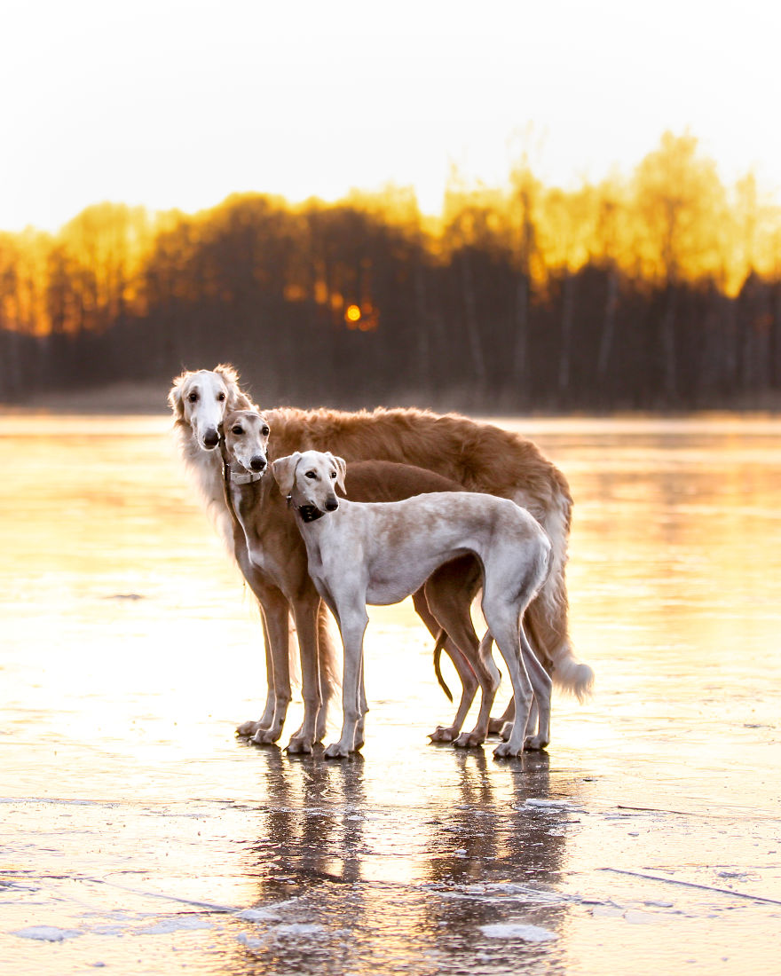 Sighthound Squad Photographic Journey Across Lithuania