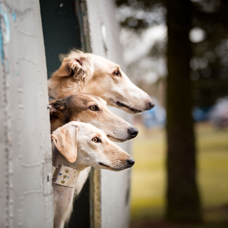 Sighthound Squad Photographic Journey Across Lithuania