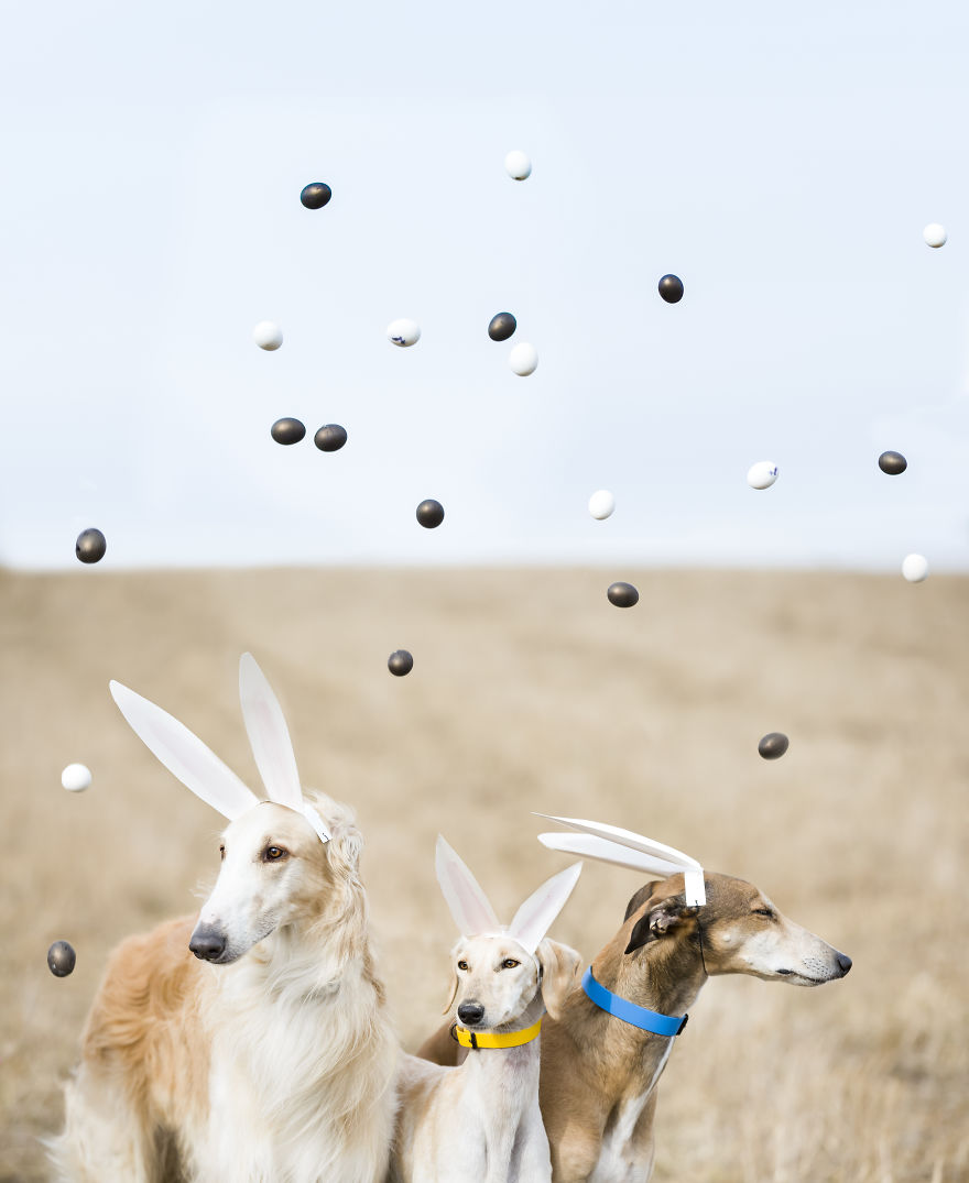 Sighthound Squad Photographic Journey Across Lithuania