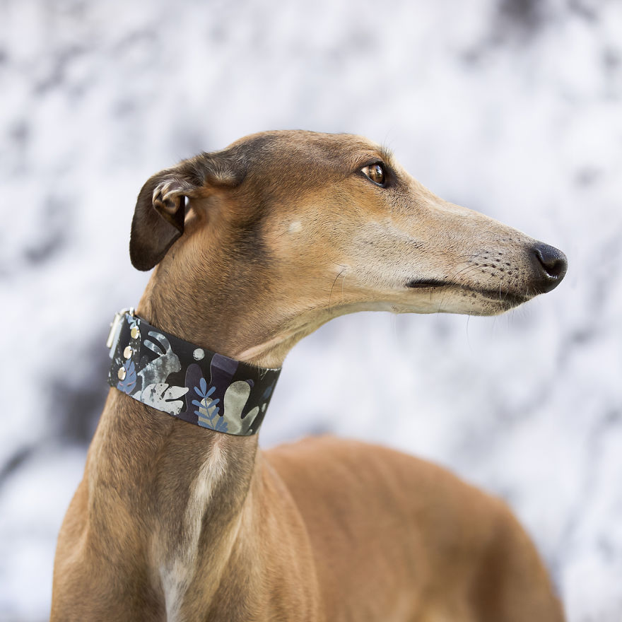 Sighthound Squad Photographic Journey Across Lithuania