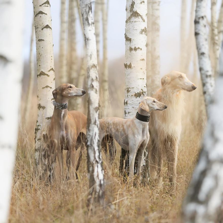 Sighthound Squad Photographic Journey Across Lithuania