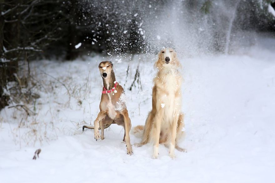 Sighthound Squad Photographic Journey Across Lithuania