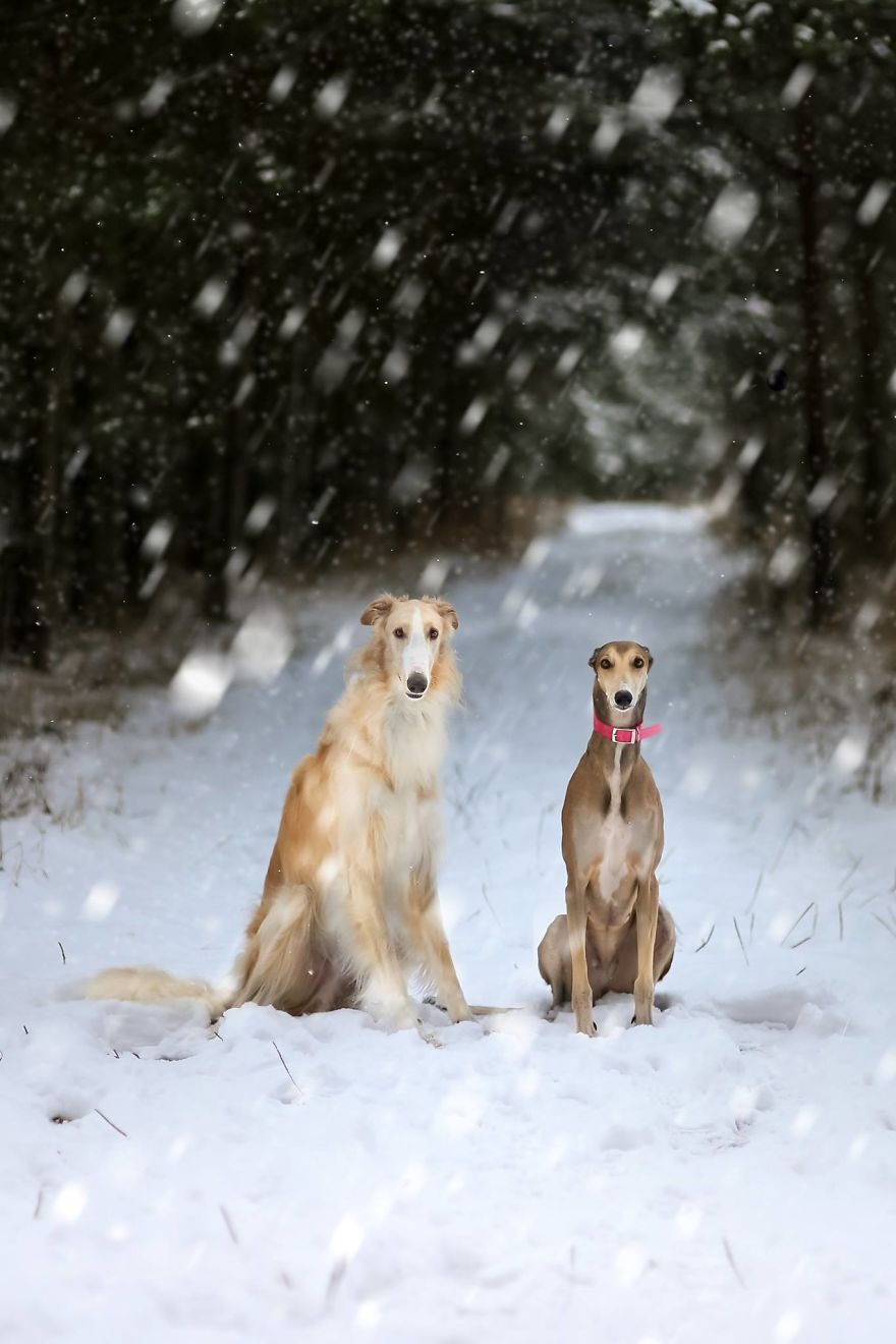 Sighthound Squad Photographic Journey Across Lithuania