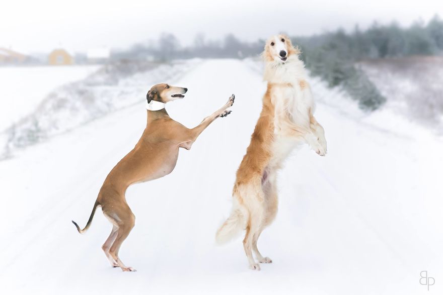 Sighthound Squad Photographic Journey Across Lithuania