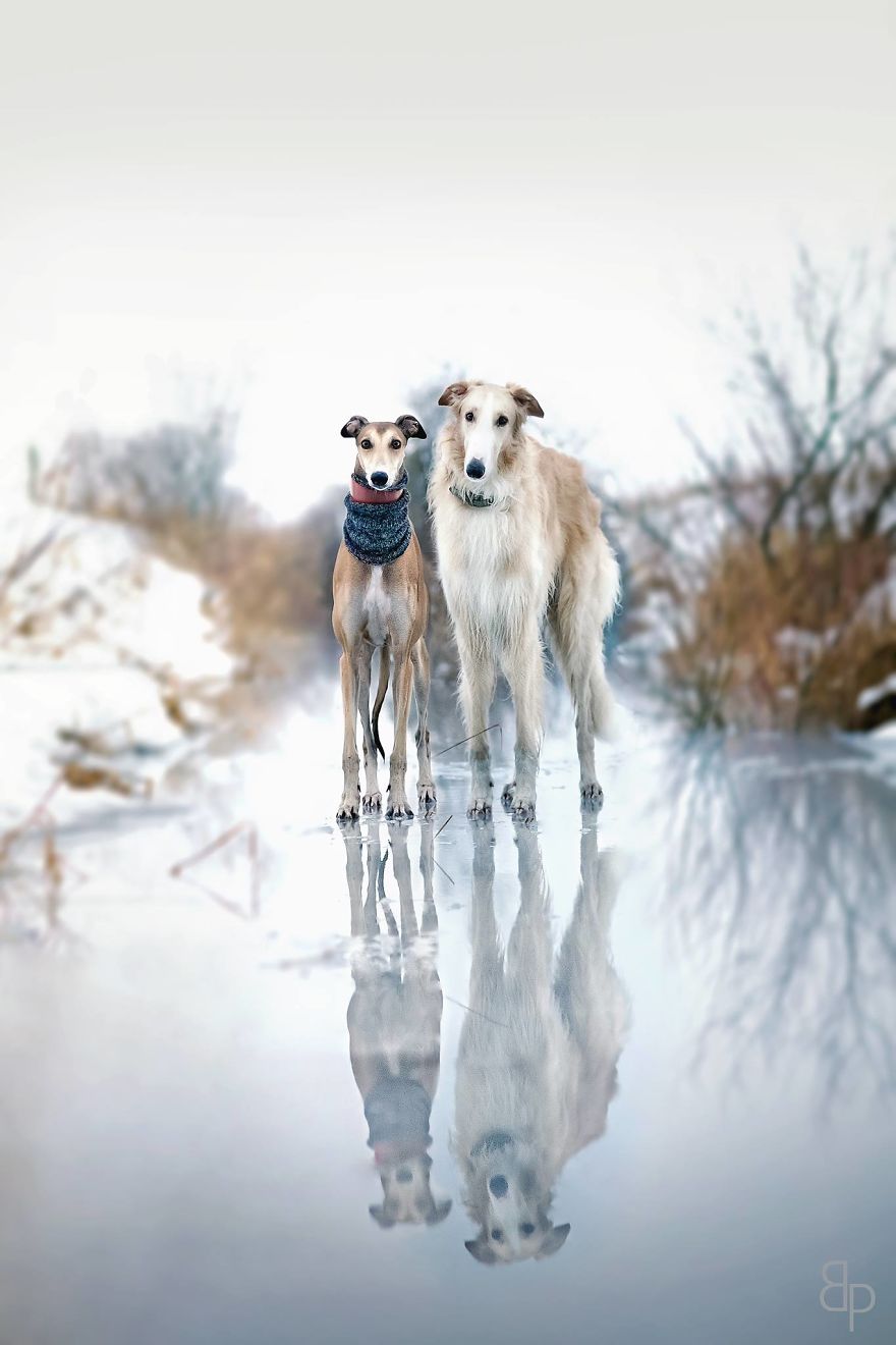 Sighthound Squad Photographic Journey Across Lithuania