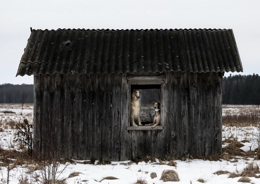 Sighthound Squad Photographic Journey Across Lithuania