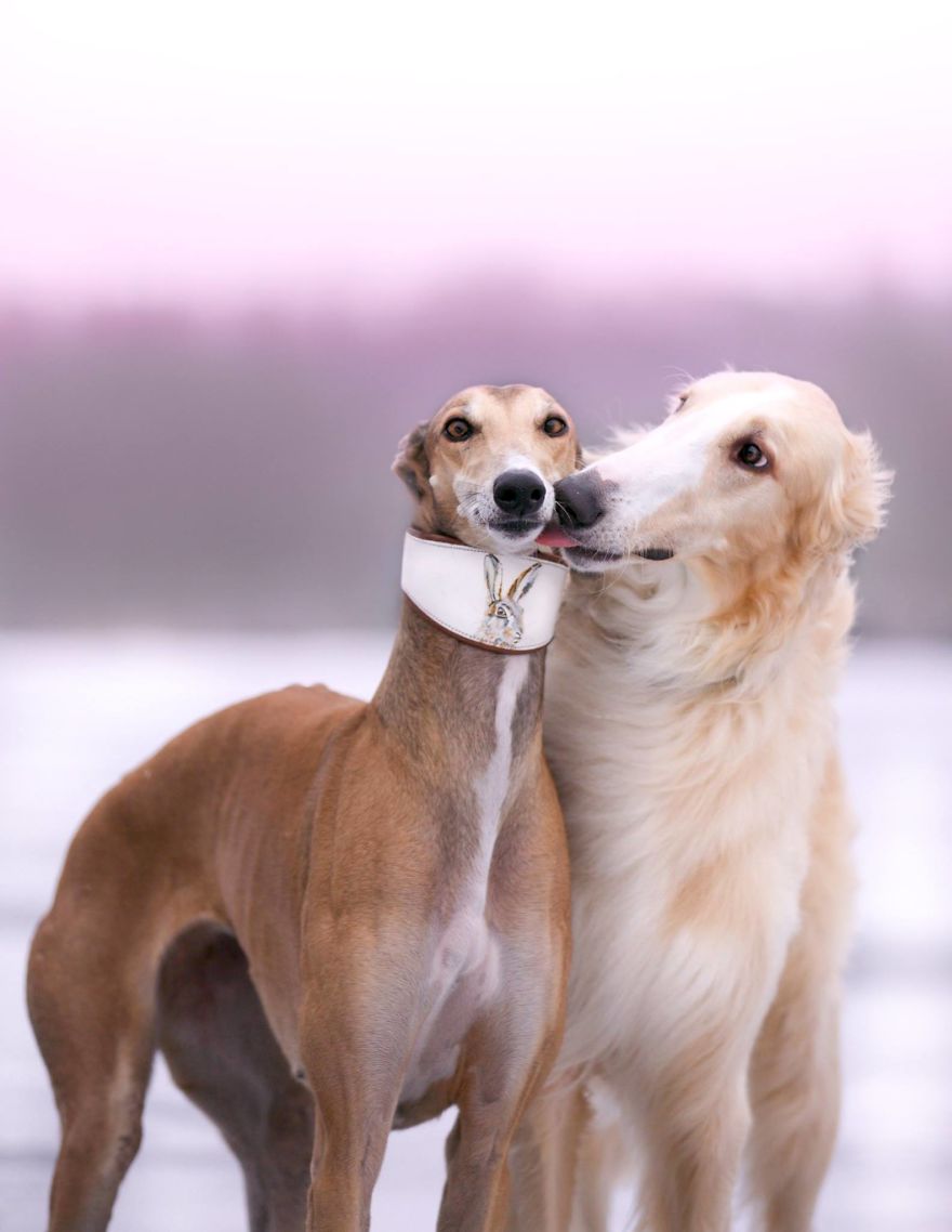 Sighthound Squad Photographic Journey Across Lithuania