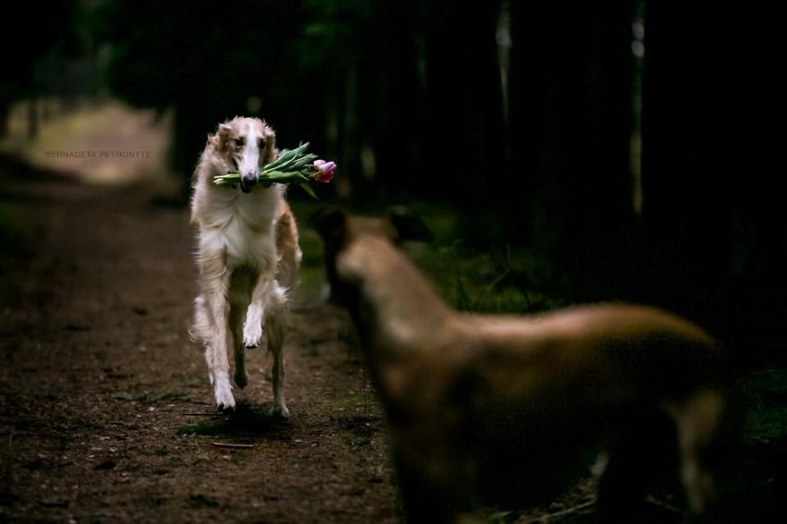 Sighthound Squad Photographic Journey Across Lithuania