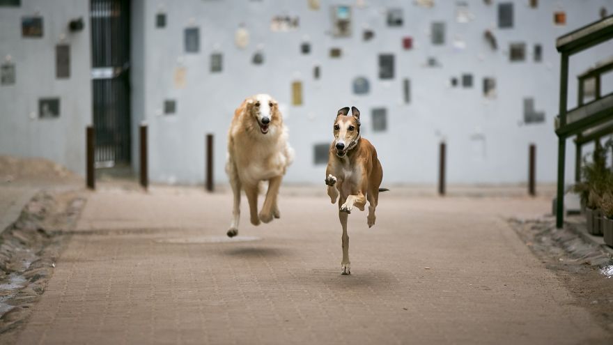 Sighthound Squad Photographic Journey Across Lithuania
