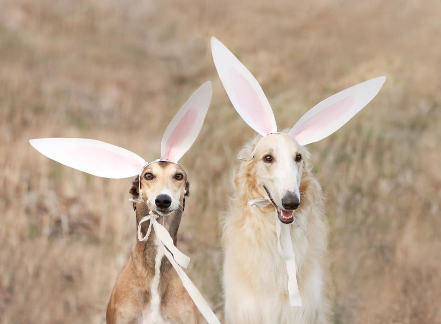 Sighthound Squad Photographic Journey Across Lithuania