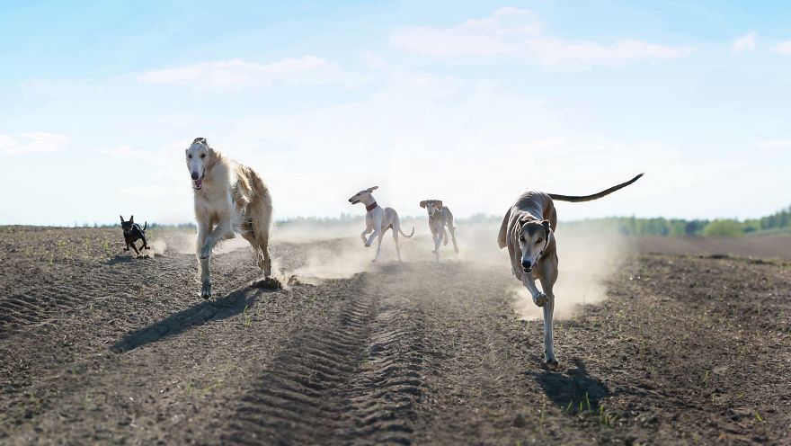 Sighthound Squad Photographic Journey Across Lithuania