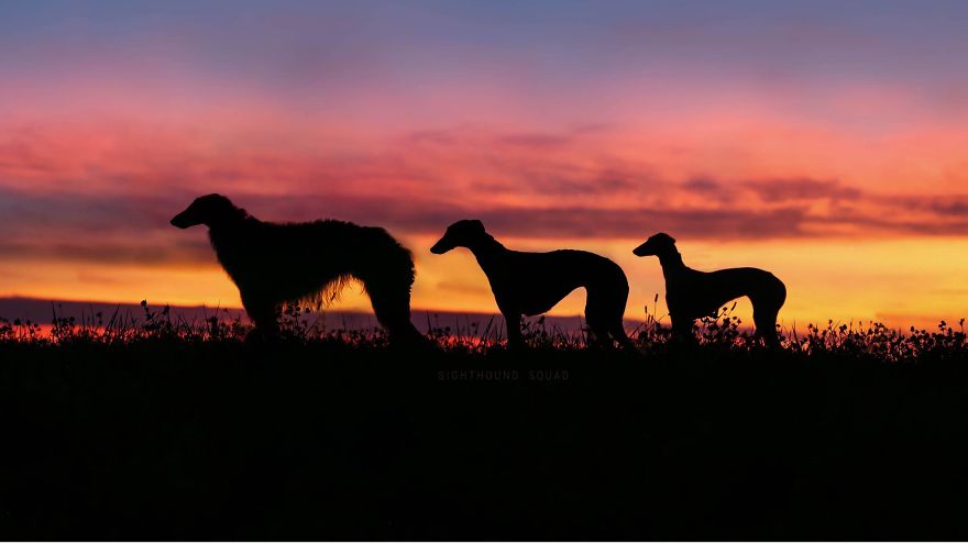 Sighthound Squad Photographic Journey Across Lithuania