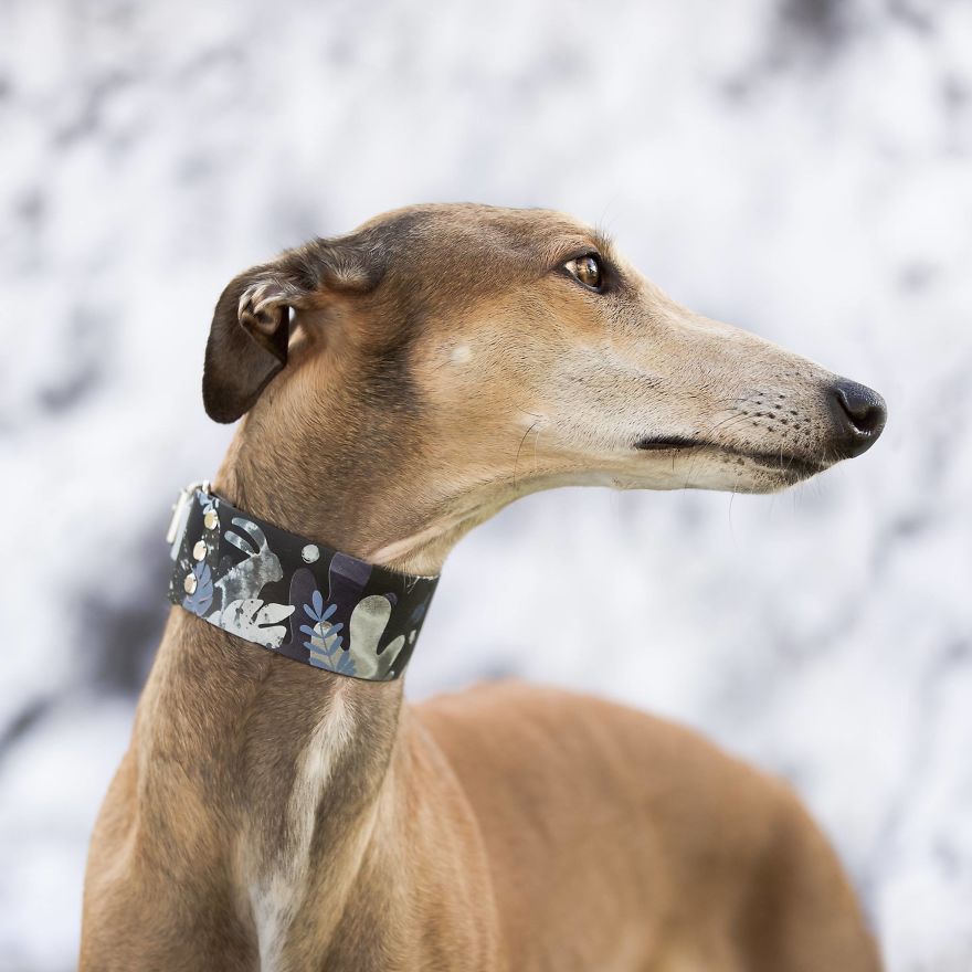 Sighthound Squad Photographic Journey Across Lithuania