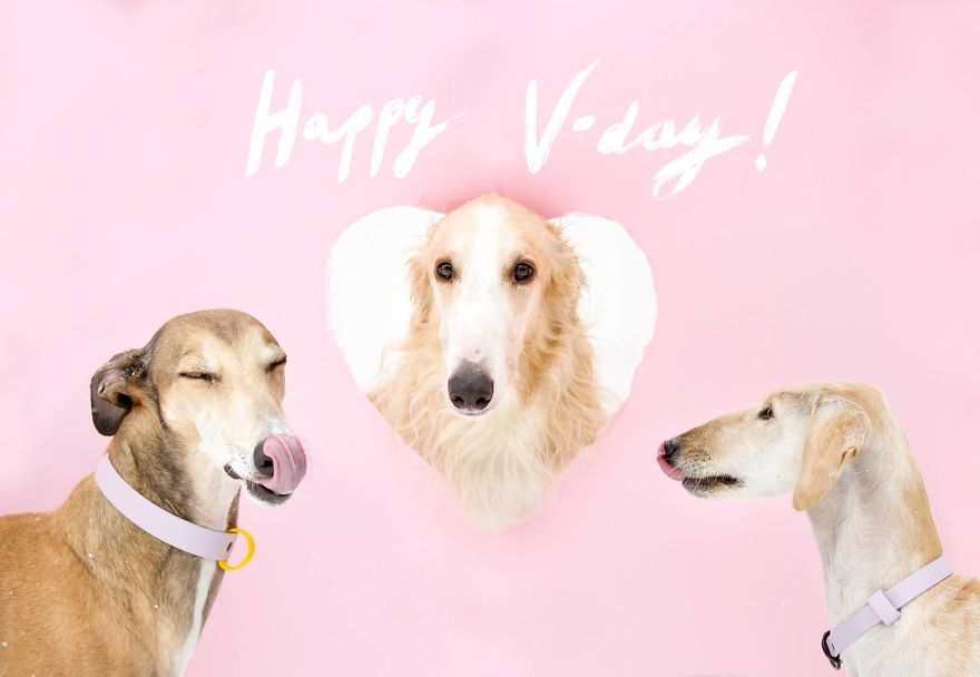 Sighthound Squad Photographic Journey Across Lithuania