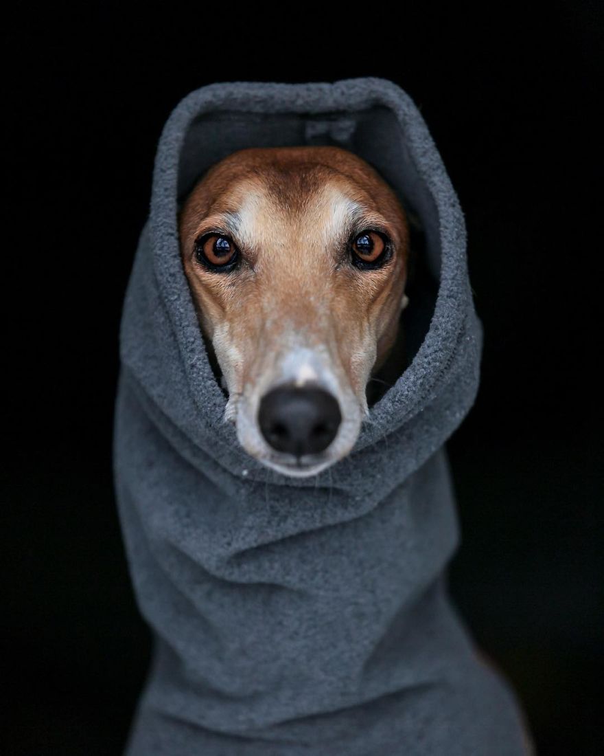 Sighthound Squad Photographic Journey Across Lithuania