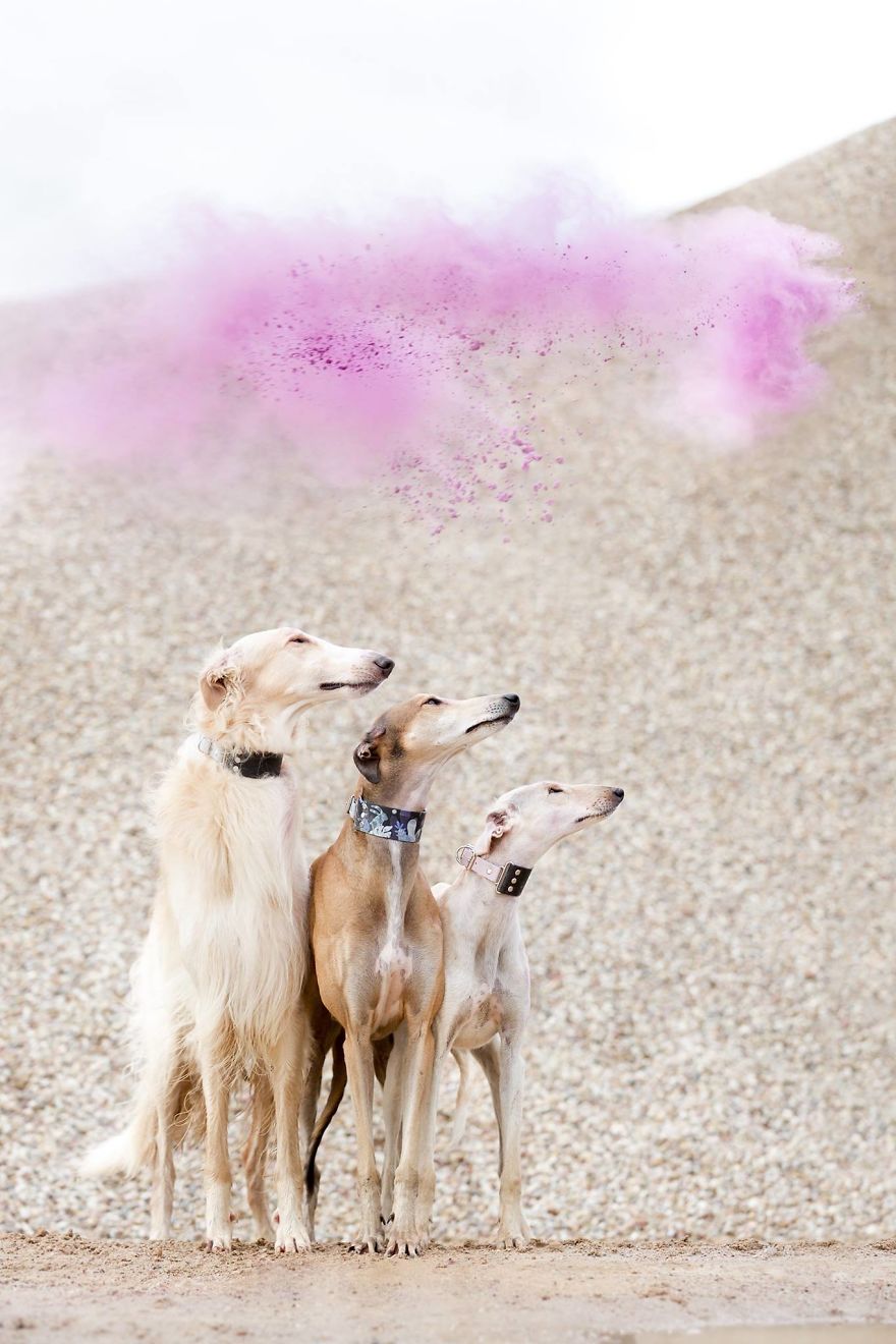 Sighthound Squad Photographic Journey Across Lithuania