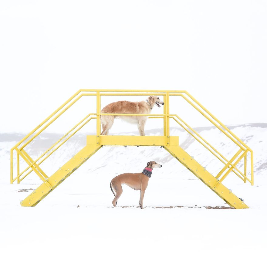 Sighthound Squad Photographic Journey Across Lithuania