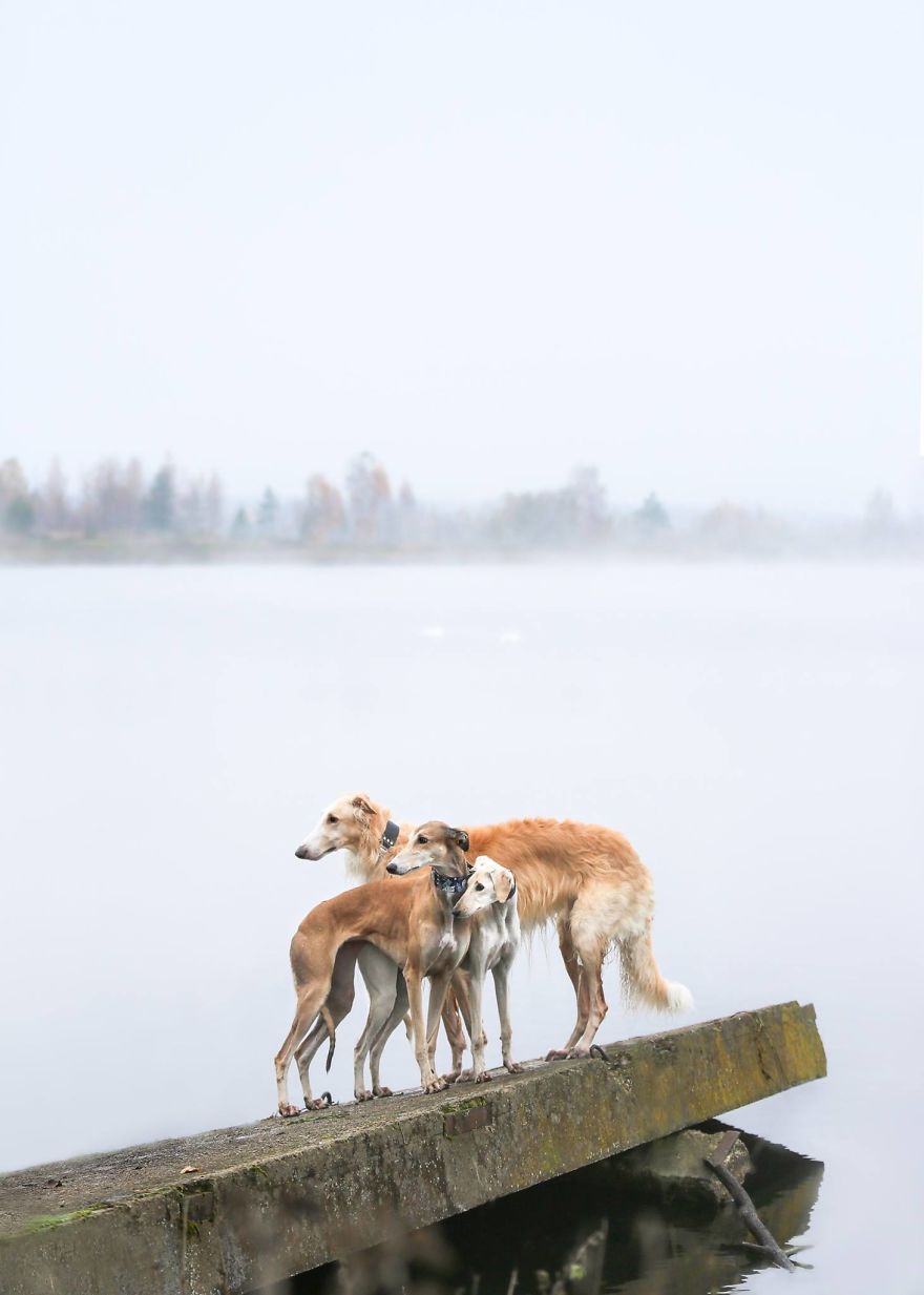 Sighthound Squad Photographic Journey Across Lithuania