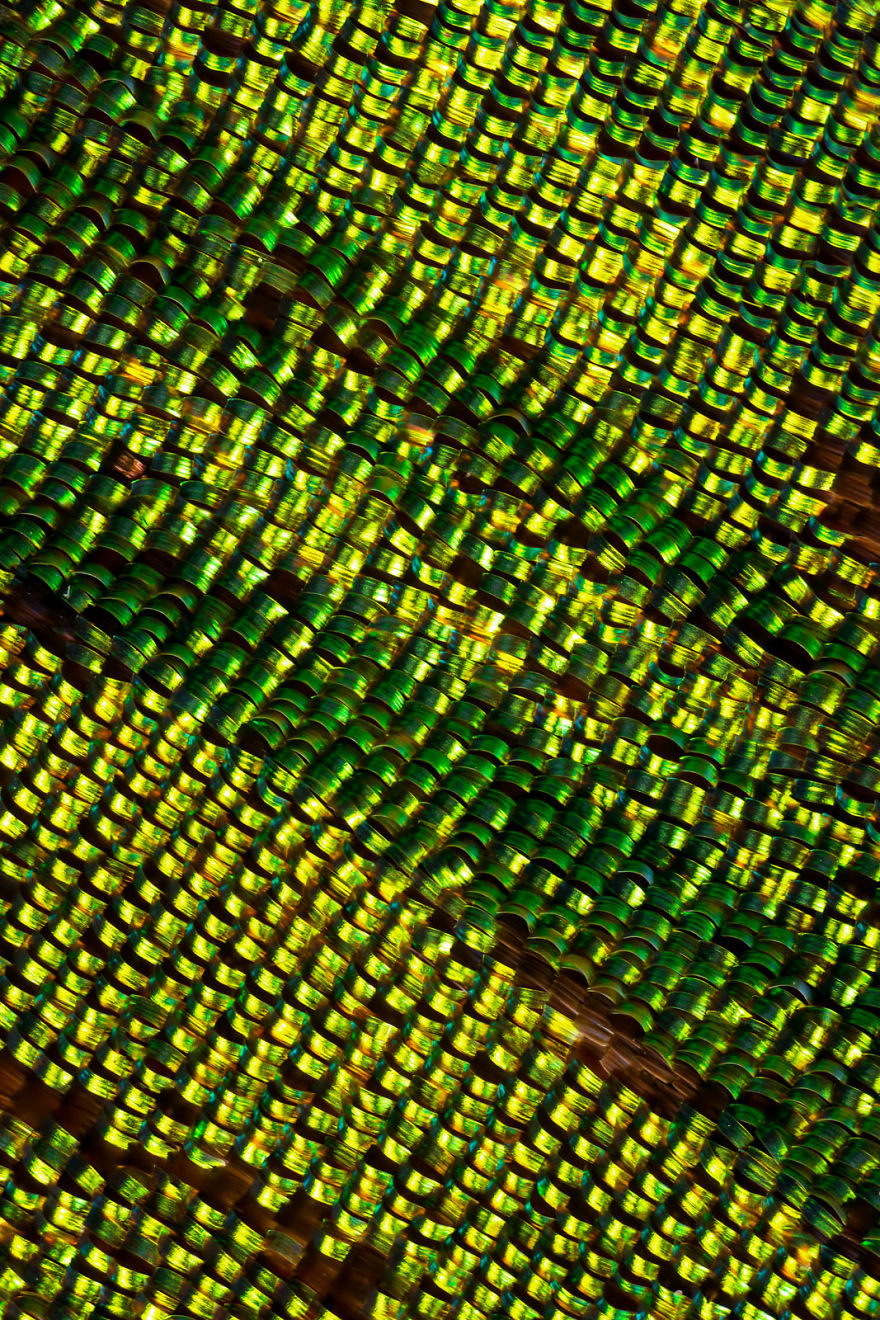 I Combine Thousands Of Photos To Create One Image Of A Butterfly Wing