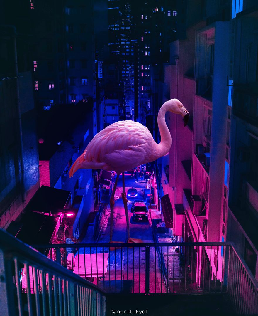 Surreal Photo Manipulations That I Created