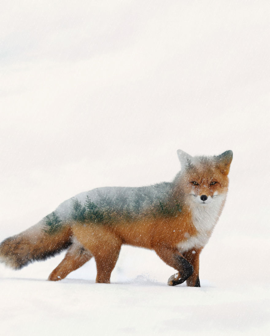 Surreal Photo Manipulations That I Created