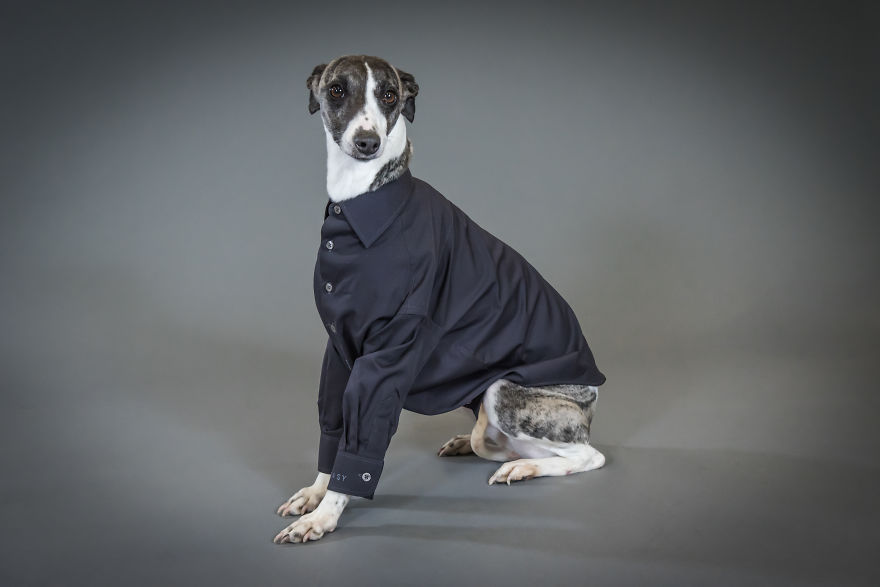 Woof Of Wall Street: Savile Row Company Made Shirts For Dogs! Woof Of Wall Street: Savile Row Company Made Shirts For Dogs!