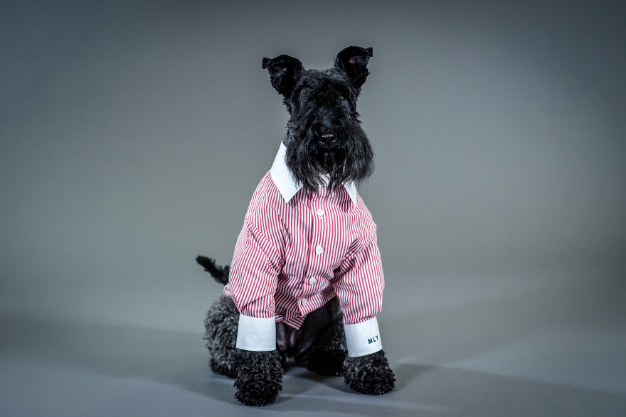 Woof Of Wall Street: Savile Row Company Made Shirts For Dogs! Woof Of Wall Street: Savile Row Company Made Shirts For Dogs!