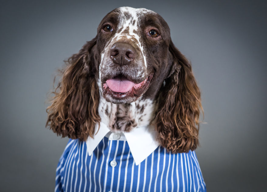 Woof Of Wall Street: Savile Row Company Made Shirts For Dogs! Woof Of Wall Street: Savile Row Company Made Shirts For Dogs!