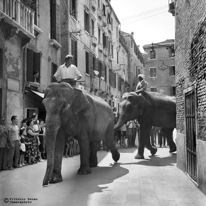 Elephants In The Heart Of Venice