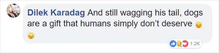 Dog Doesn’t Realize He Is Being Abandoned, Desperately Tries To Get Back In Car