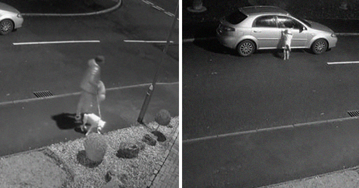 Este perro no se da cuenta de que ha sido abandonado e intenta volver al coche desesperadamente