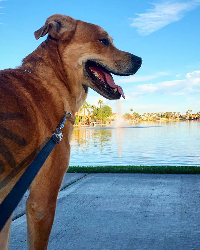 One Family Decides They Can't Take Care Of Their Dog, Drops Him Off At Shelter With Toys And Bed One Family Decides They Can't Take Care Of Their Dog, Drops Him Off At Shelter With Toys And Bed