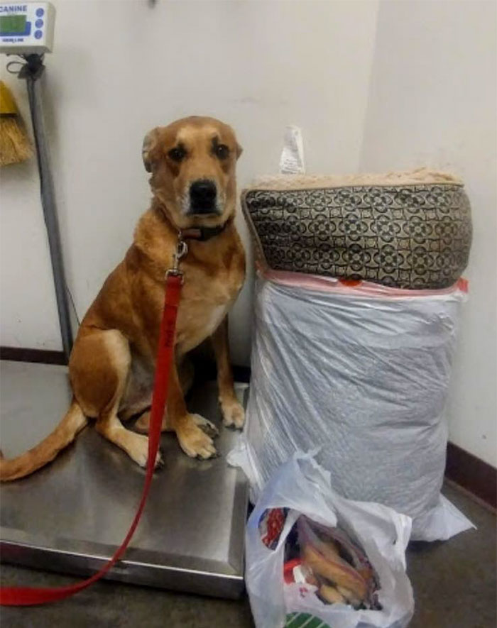 One Family Decides They Can't Take Care Of Their Dog, Drops Him Off At Shelter With Toys And Bed One Family Decides They Can't Take Care Of Their Dog, Drops Him Off At Shelter With Toys And Bed