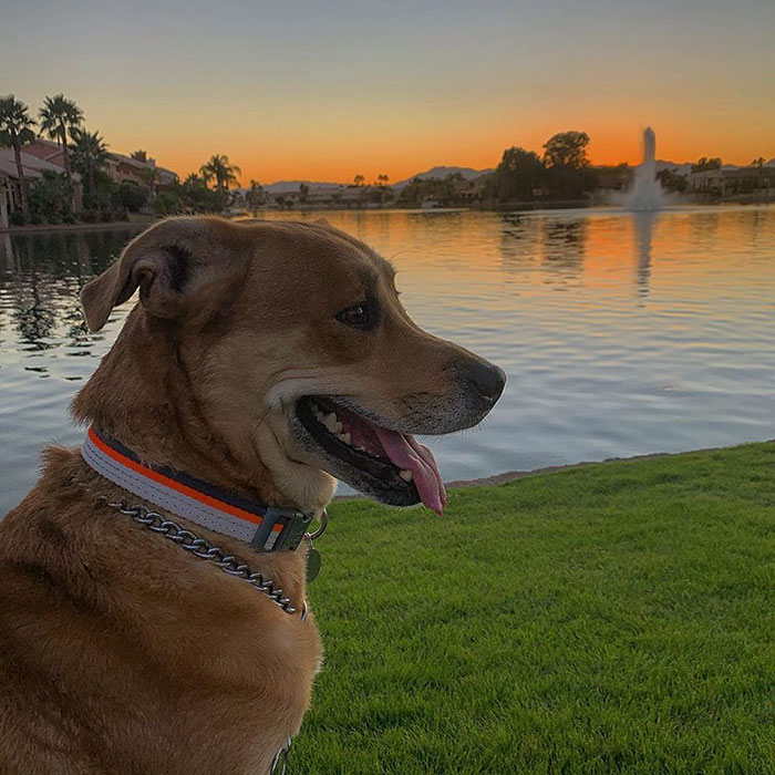 One Family Decides They Can't Take Care Of Their Dog, Drops Him Off At Shelter With Toys And Bed One Family Decides They Can't Take Care Of Their Dog, Drops Him Off At Shelter With Toys And Bed