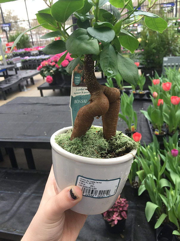 This Odd Bonsai
