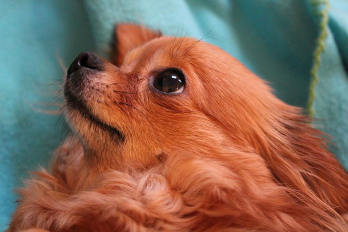 My Precious Dog Passed Away Close To Her 11th Birthday, This Is The Story Of A Lifetime With Her