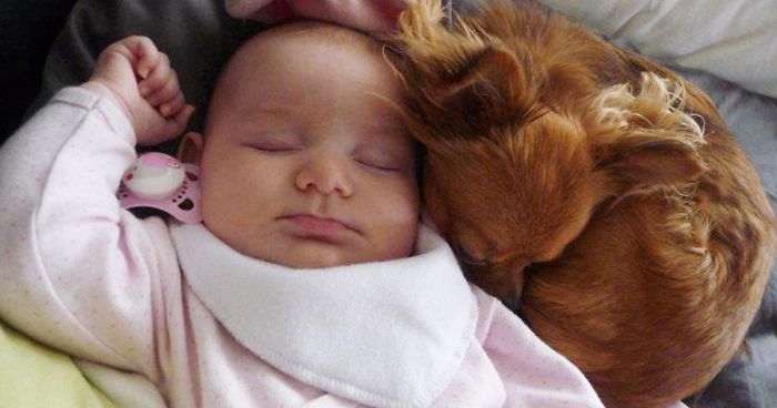 My Precious Dog Passed Away Close To Her 11th Birthday, This Is The Story Of A Lifetime With Her