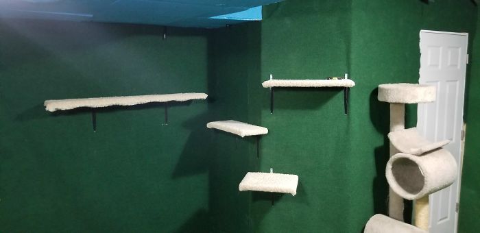 "I Adopted My Brother's Two Bengals When He Passed Away. I Did My Best To Build Them A Cat Jungle In My Basement And Make Him Proud" "I Adopted My Brother's Two Bengals When He Passed Away. I Did My Best To Build Them A Cat Jungle In My Basement And Make Him Proud"