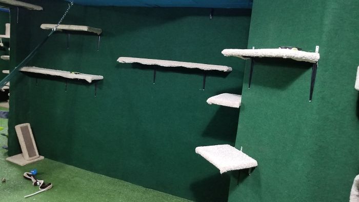 "I Adopted My Brother's Two Bengals When He Passed Away. I Did My Best To Build Them A Cat Jungle In My Basement And Make Him Proud" "I Adopted My Brother's Two Bengals When He Passed Away. I Did My Best To Build Them A Cat Jungle In My Basement And Make Him Proud"