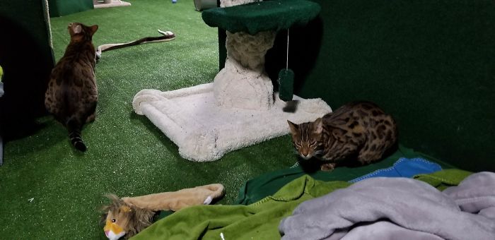 "I Adopted My Brother's Two Bengals When He Passed Away. I Did My Best To Build Them A Cat Jungle In My Basement And Make Him Proud" "I Adopted My Brother's Two Bengals When He Passed Away. I Did My Best To Build Them A Cat Jungle In My Basement And Make Him Proud"