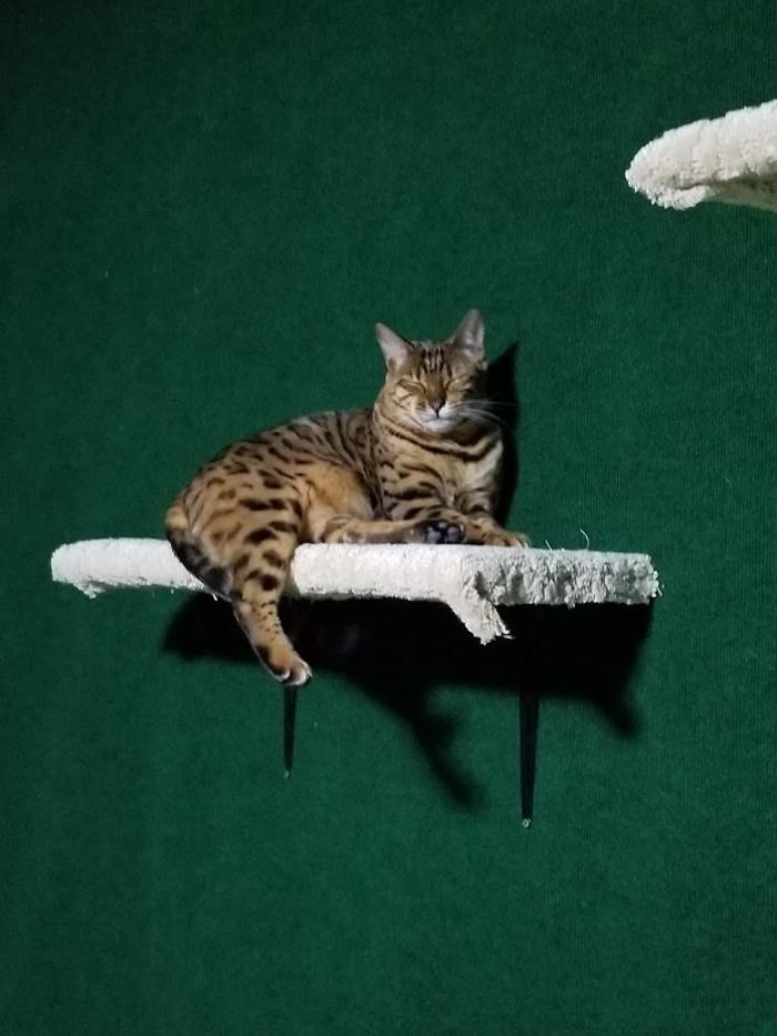 "I Adopted My Brother's Two Bengals When He Passed Away. I Did My Best To Build Them A Cat Jungle In My Basement And Make Him Proud" "I Adopted My Brother's Two Bengals When He Passed Away. I Did My Best To Build Them A Cat Jungle In My Basement And Make Him Proud"