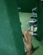 "I Adopted My Brother's Two Bengals When He Passed Away. I Did My Best To Build Them A Cat Jungle In My Basement And Make Him Proud" "I Adopted My Brother's Two Bengals When He Passed Away. I Did My Best To Build Them A Cat Jungle In My Basement And Make Him Proud"