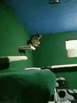 "I Adopted My Brother's Two Bengals When He Passed Away. I Did My Best To Build Them A Cat Jungle In My Basement And Make Him Proud" "I Adopted My Brother's Two Bengals When He Passed Away. I Did My Best To Build Them A Cat Jungle In My Basement And Make Him Proud"