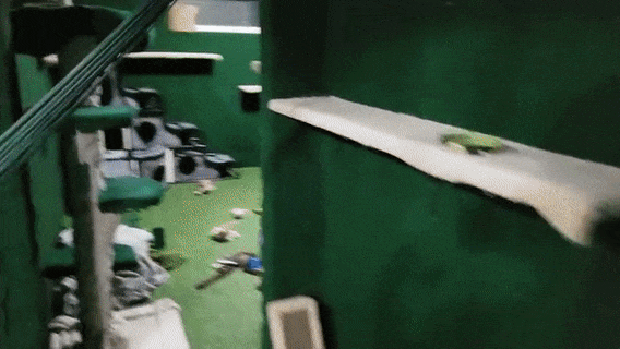 "I Adopted My Brother's Two Bengals When He Passed Away. I Did My Best To Build Them A Cat Jungle In My Basement And Make Him Proud" "I Adopted My Brother's Two Bengals When He Passed Away. I Did My Best To Build Them A Cat Jungle In My Basement And Make Him Proud"