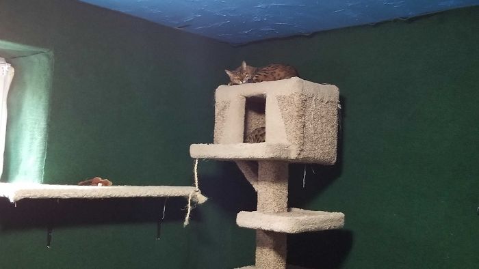 "I Adopted My Brother's Two Bengals When He Passed Away. I Did My Best To Build Them A Cat Jungle In My Basement And Make Him Proud" "I Adopted My Brother's Two Bengals When He Passed Away. I Did My Best To Build Them A Cat Jungle In My Basement And Make Him Proud"