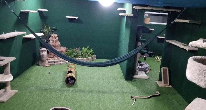 “I Adopted My Brother’s Two Bengals When He Passed Away. I Did My Best To Build Them A Cat Jungle In My Basement And Make Him Proud”