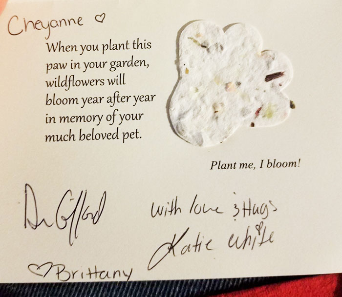 After This Man's Cat Was Put Down At The Vet, He Received A Heartwarming Gift Including Ashes, Fur And A Paw With Seeds