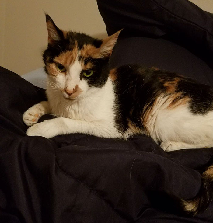 After This Man's Cat Was Put Down At The Vet, He Received A Heartwarming Gift Including Ashes, Fur And A Paw With Seeds