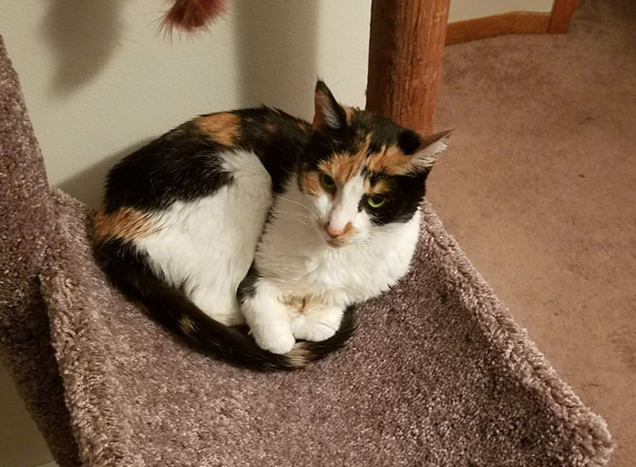 After This Man's Cat Was Put Down At The Vet, He Received A Heartwarming Gift Including Ashes, Fur And A Paw With Seeds